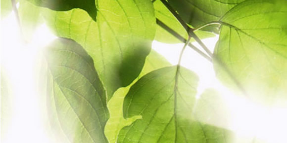 Klafs and The Environment